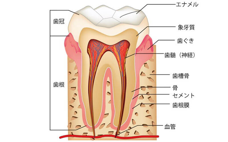 歯髄温存療法